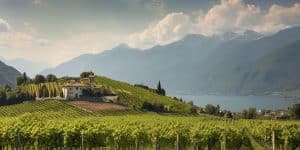 vineyard in Ticino