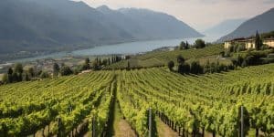 vineyard in Ticino